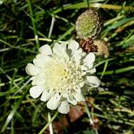 Image of cream pincushions