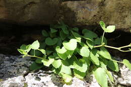 Image of Campanula pendula M. Bieb.