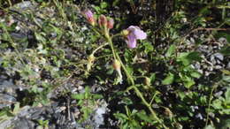 Image of Silverleaf Desmodium