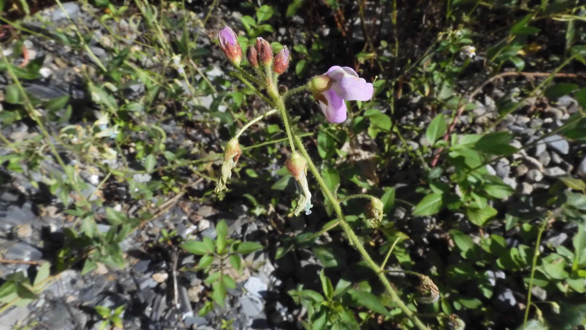 Image of Silverleaf Desmodium