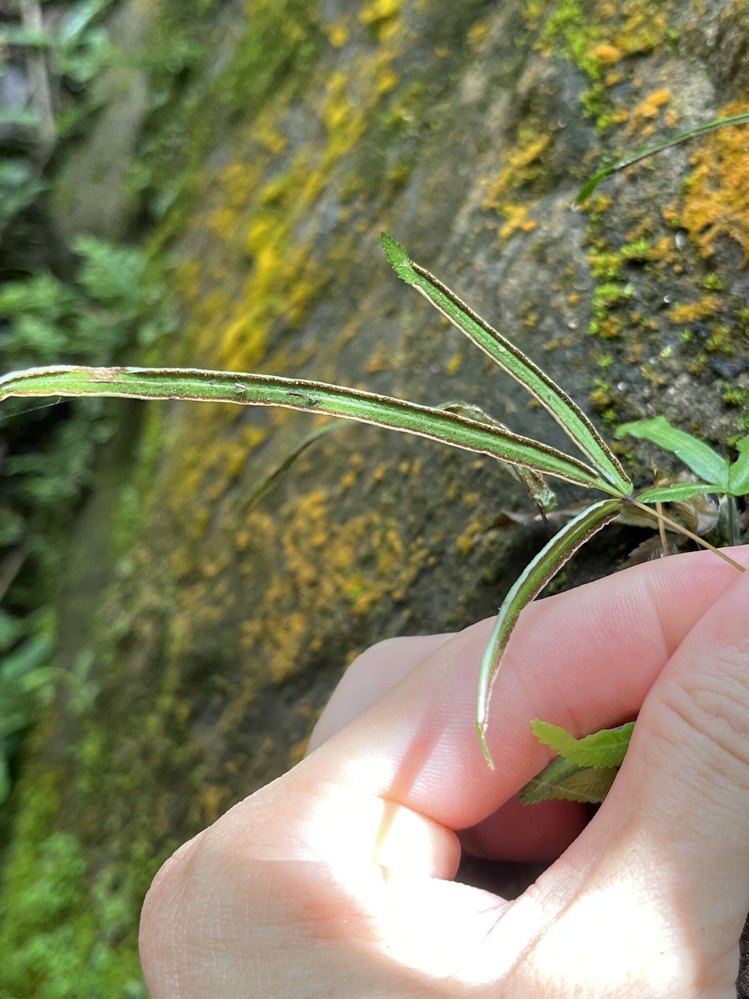 Image of Pteris ryukyuensis Tag.