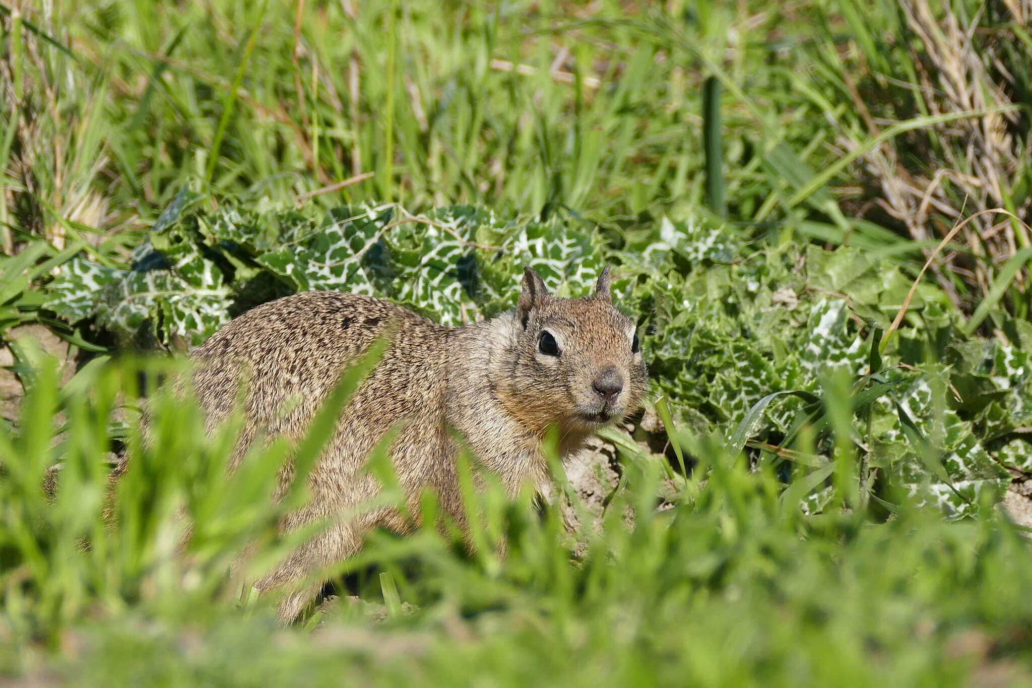 صورة Otospermophilus Brandt 1844