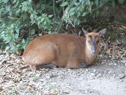 Image of Barking Deer