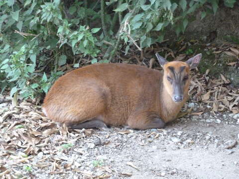 Image of Barking Deer