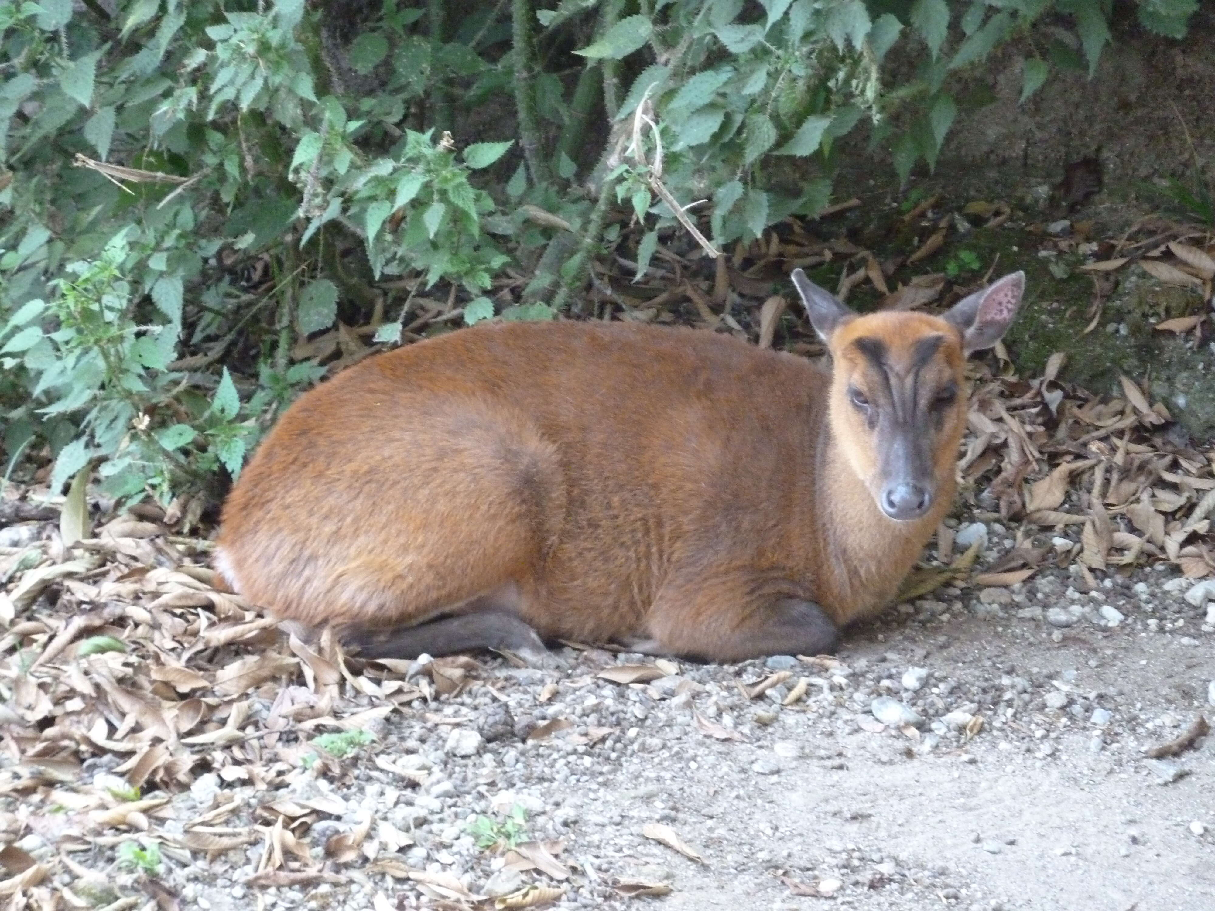 Image of Barking Deer