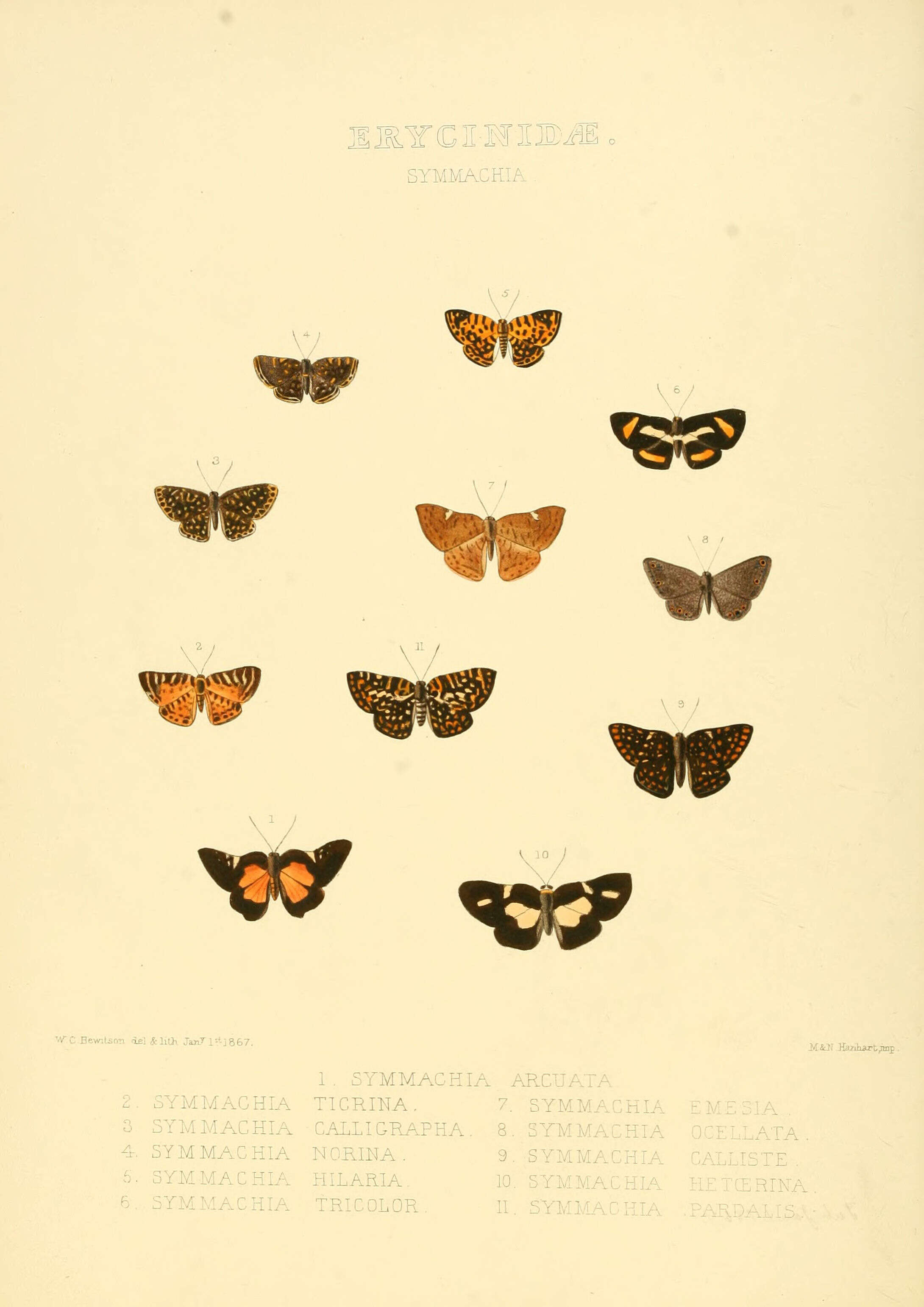 Слика од Symmachia calligrapha Hewitson (1867)