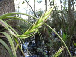 Image of leatherleaf airplant