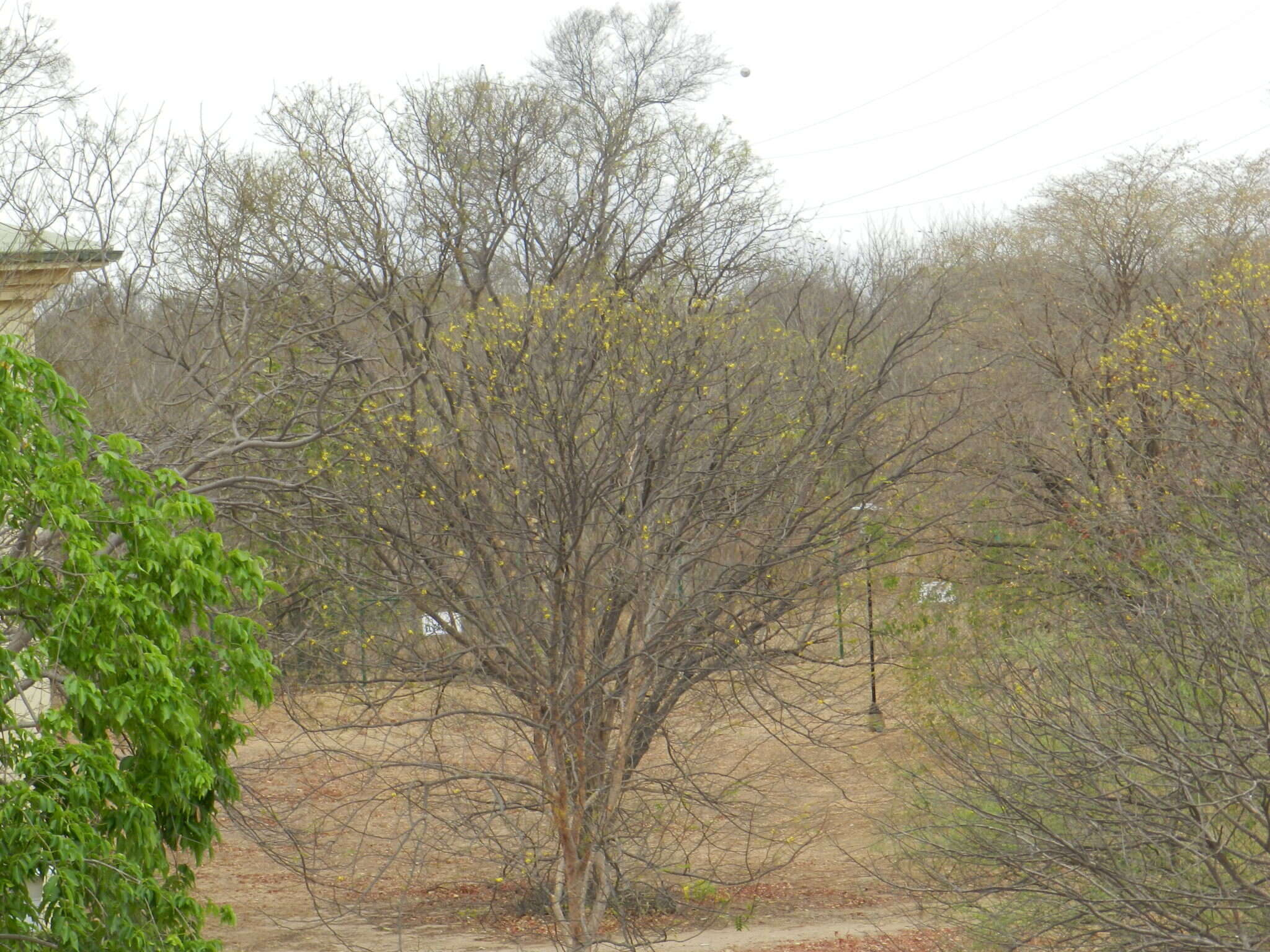 Imagem de Handroanthus billbergii (Bureau & K. Schum.) S. O. Grose