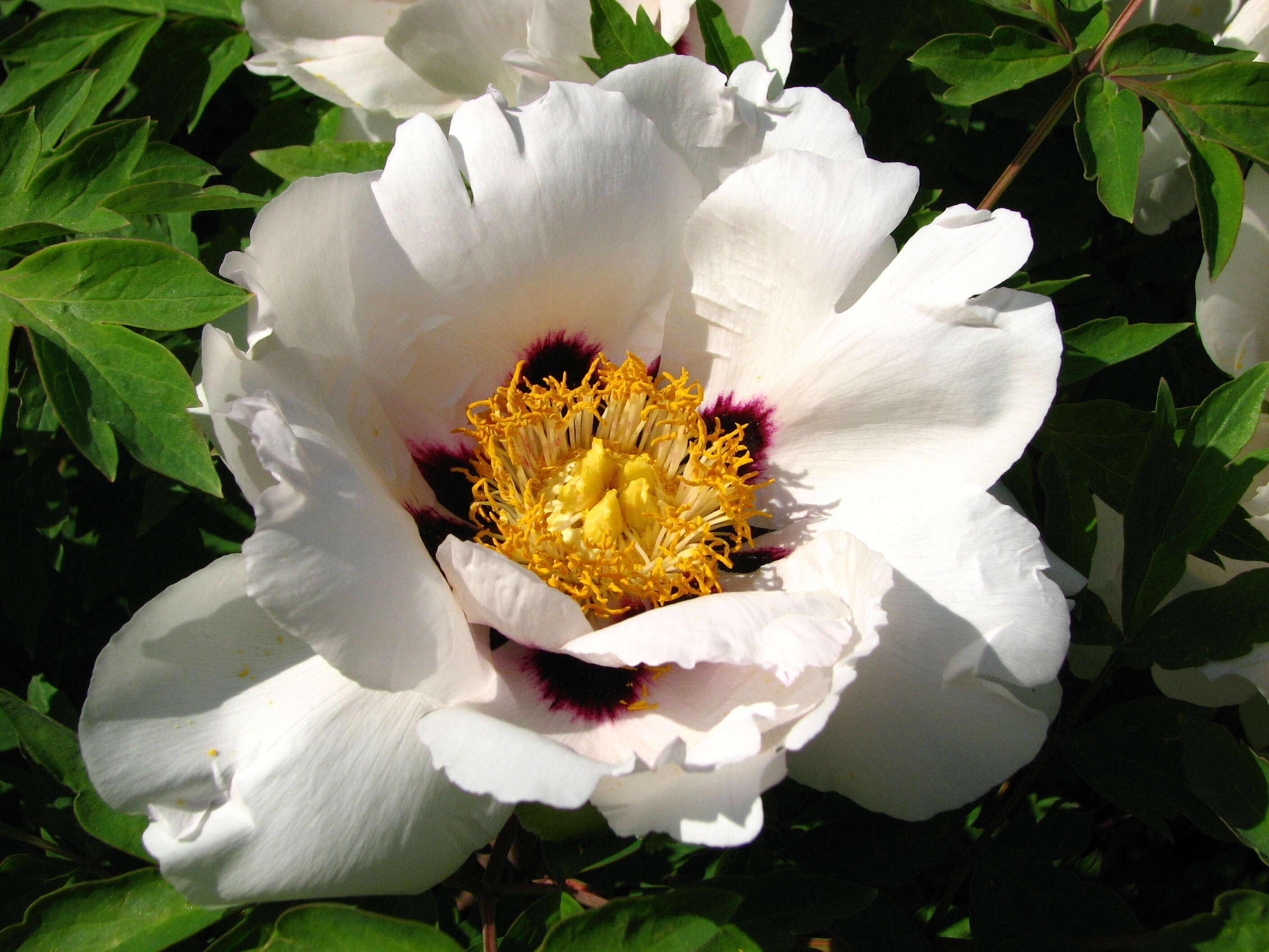 Image of Paeonia rockii (S. G. Haw & Lauener) T. Hong & J. J. Li ex D. Y. Hong