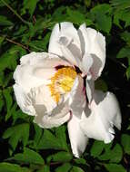 Image of Paeonia rockii (S. G. Haw & Lauener) T. Hong & J. J. Li ex D. Y. Hong