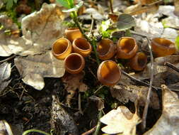 Image of Dumontinia tuberosa (Bull.) L. M. Kohn 1979