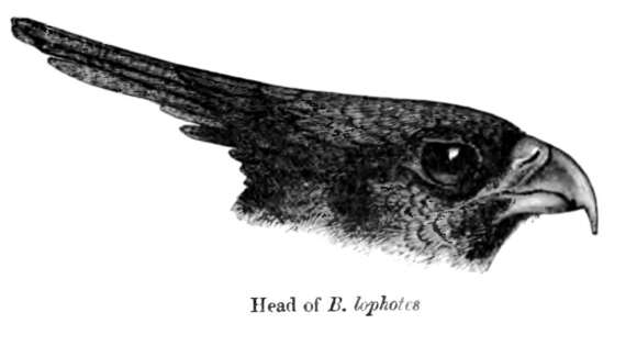 Слика од Aviceda leuphotes (Dumont 1820)