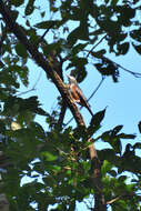Image of Malabar Starling