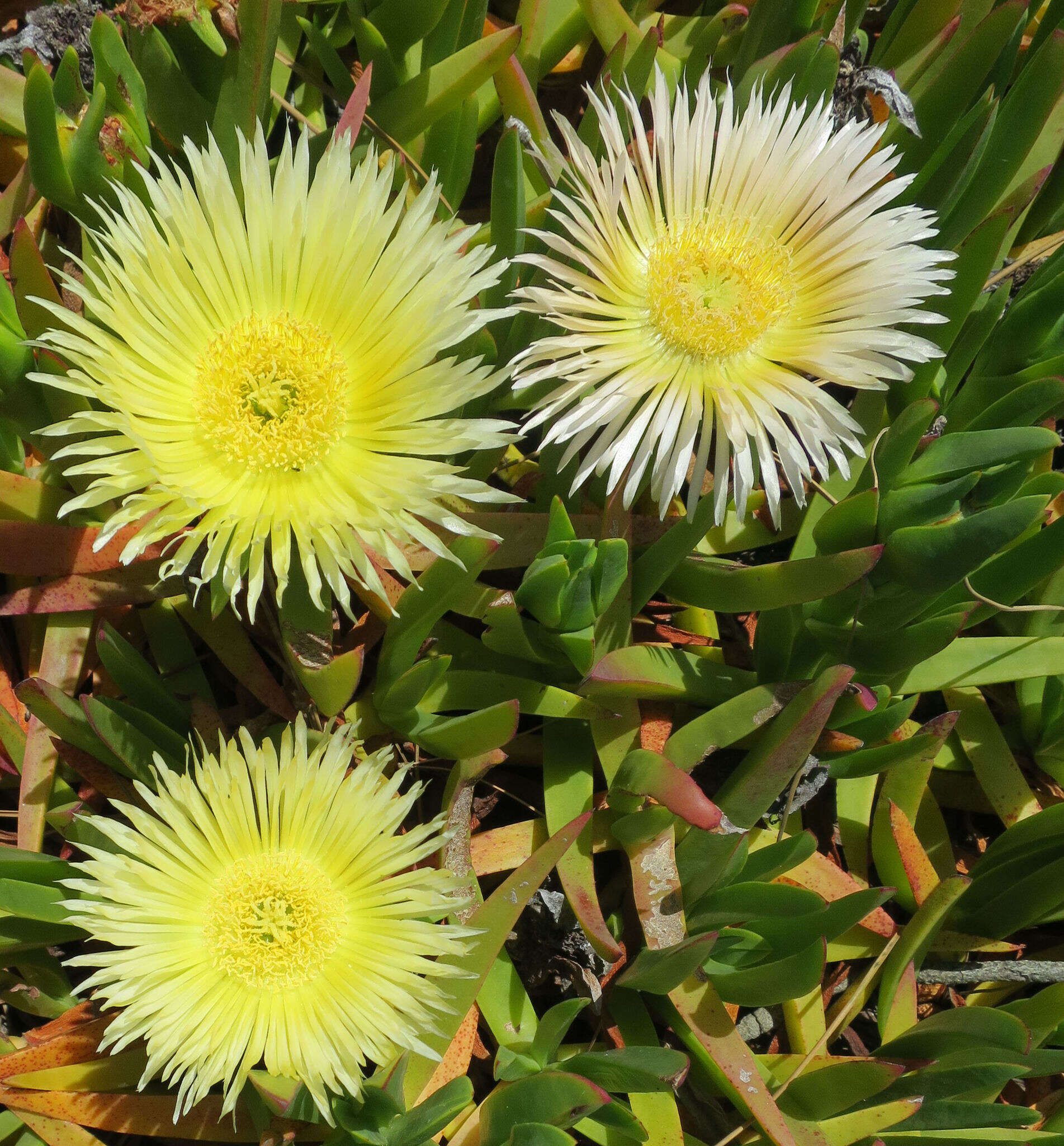 Imagem de Carpobrotus edulis (L.) N. E. Br.