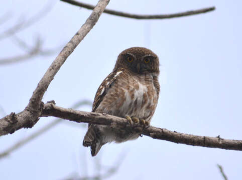 Image of Asian Barred Owlet