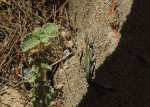 Image of Iberian Wall Lizard