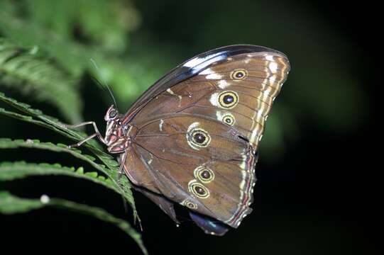 Image of Blue-banded Morpho Butterfly