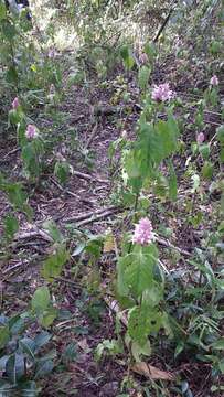 Image of Achyrospermum fruticosum Benth.