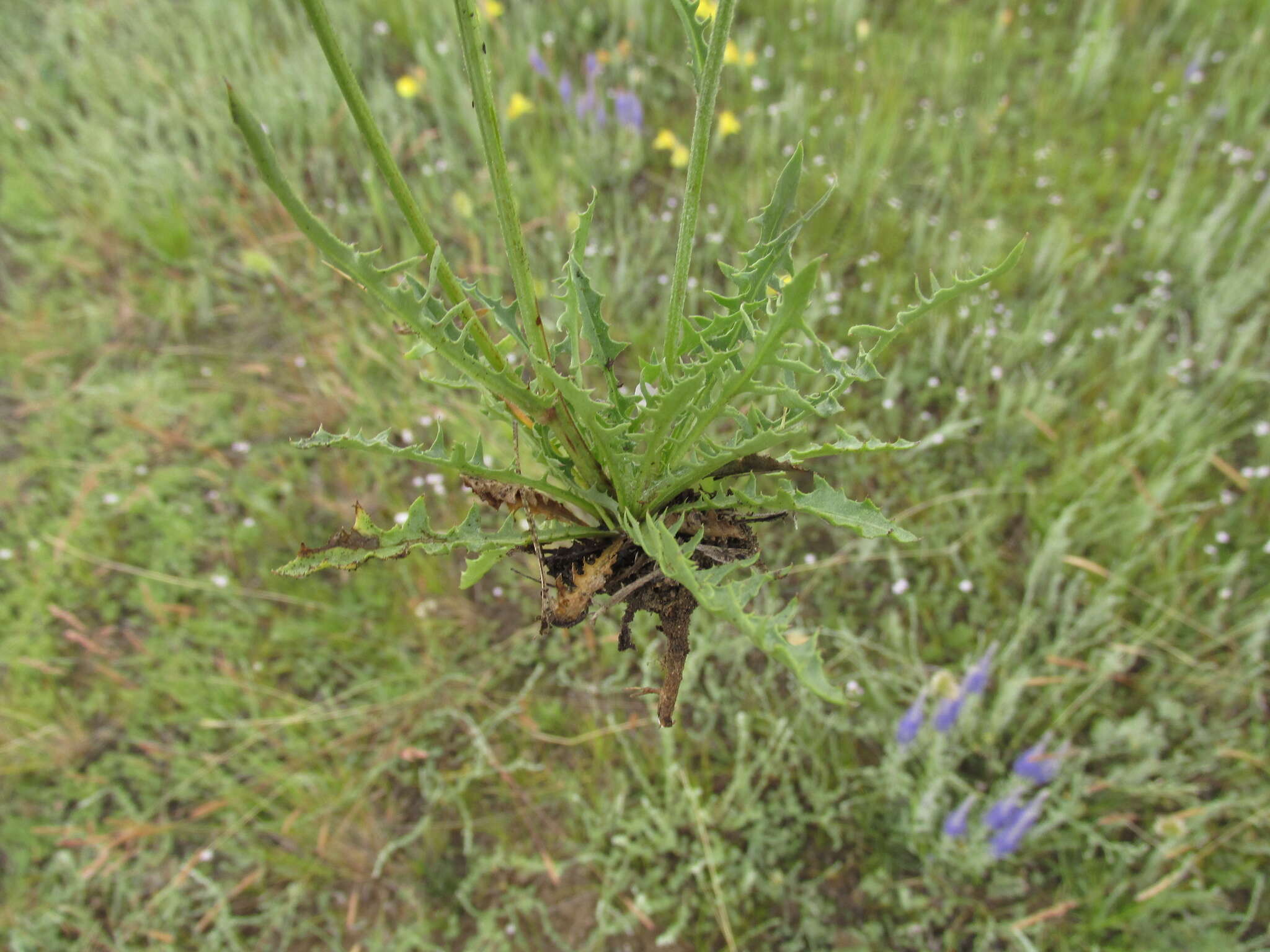 Image of Crepis crocea (Lam.) Babc.