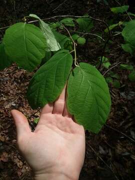 Imagem de Hamamelis ovalis S. W. Leonard