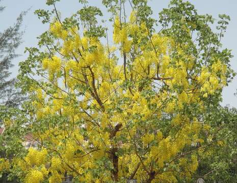 Imagem de Pterocarpus macrocarpus Kurz