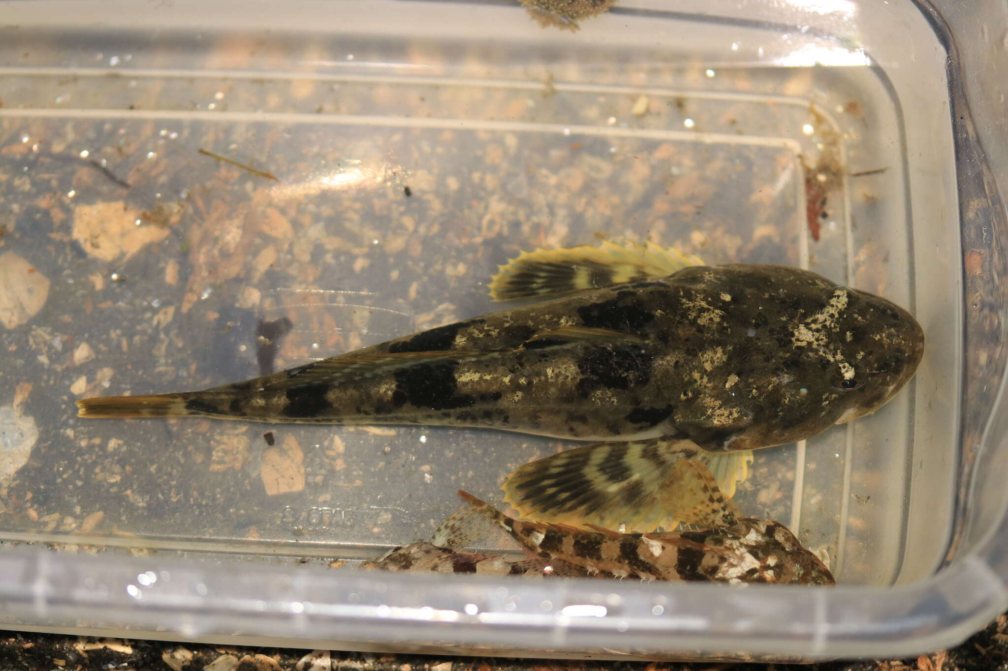 Image of Pacific staghorn sculpins