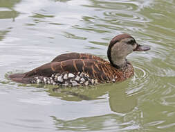 Image of Spotted Whistling Duck