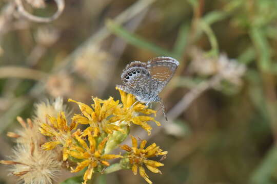 Isocoma coronopifolia (A. Gray) Greene的圖片