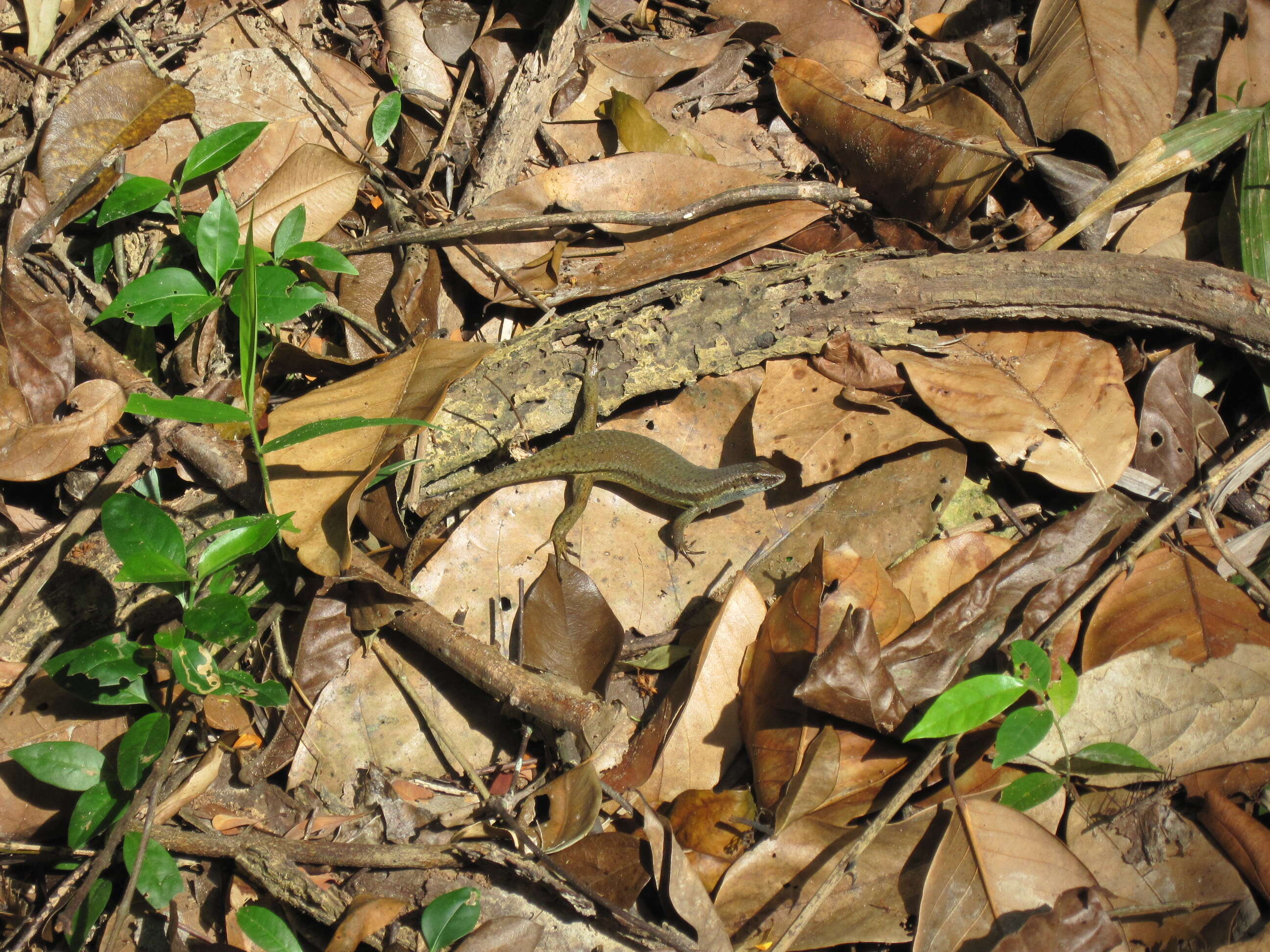 Imagem de Eutropis multifasciata (Kuhl 1820)