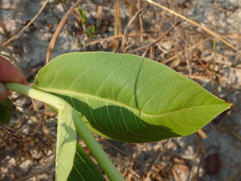 Слика од Jatropha elliptica (Pohl) Oken