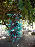 Image of Jade Vine