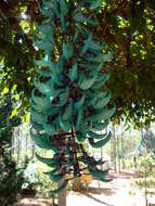 Image of Jade Vine