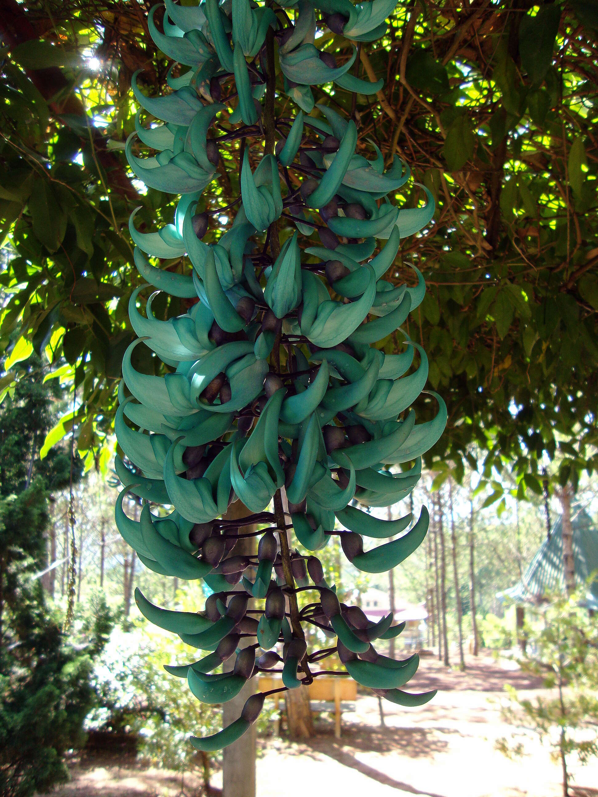 Image of Jade Vine