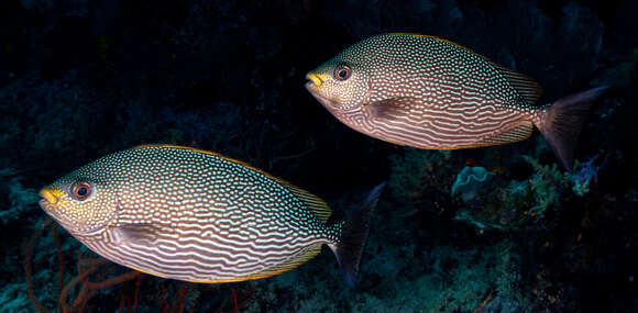 Image of Blue-spotted spinefoot