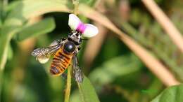 Megachile bicolor (Fabricius 1781)的圖片