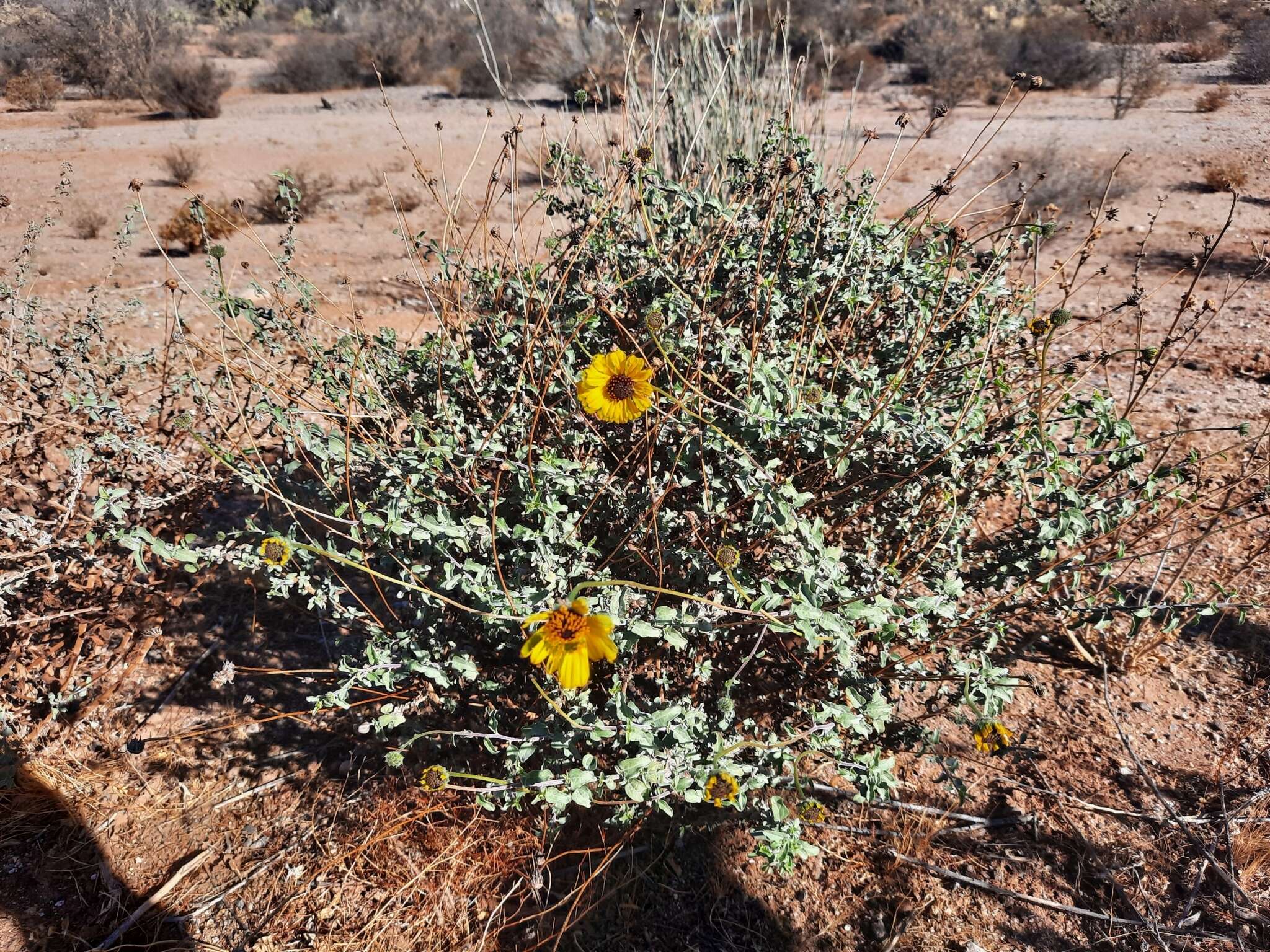 Image of Encelia asperifolia (S. F. Blake) C. Clark & D. W. Kyhos