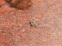 Image of spear thistle lacebug