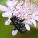 Image de Melissodes bimaculatus (Lepeletier 1825)