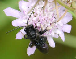 Image of Melissodes bimaculatus (Lepeletier 1825)