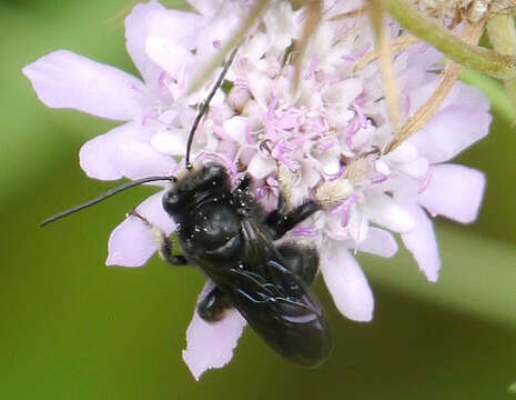 Imagem de Melissodes bimaculatus (Lepeletier 1825)