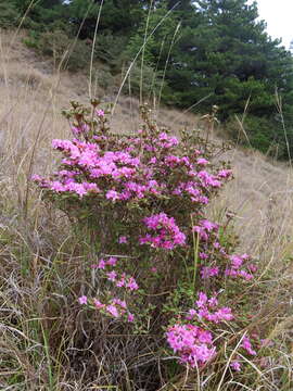 Imagem de Rhododendron rubropilosum var. taiwanalpinum (Ohwi) S. S. Ying