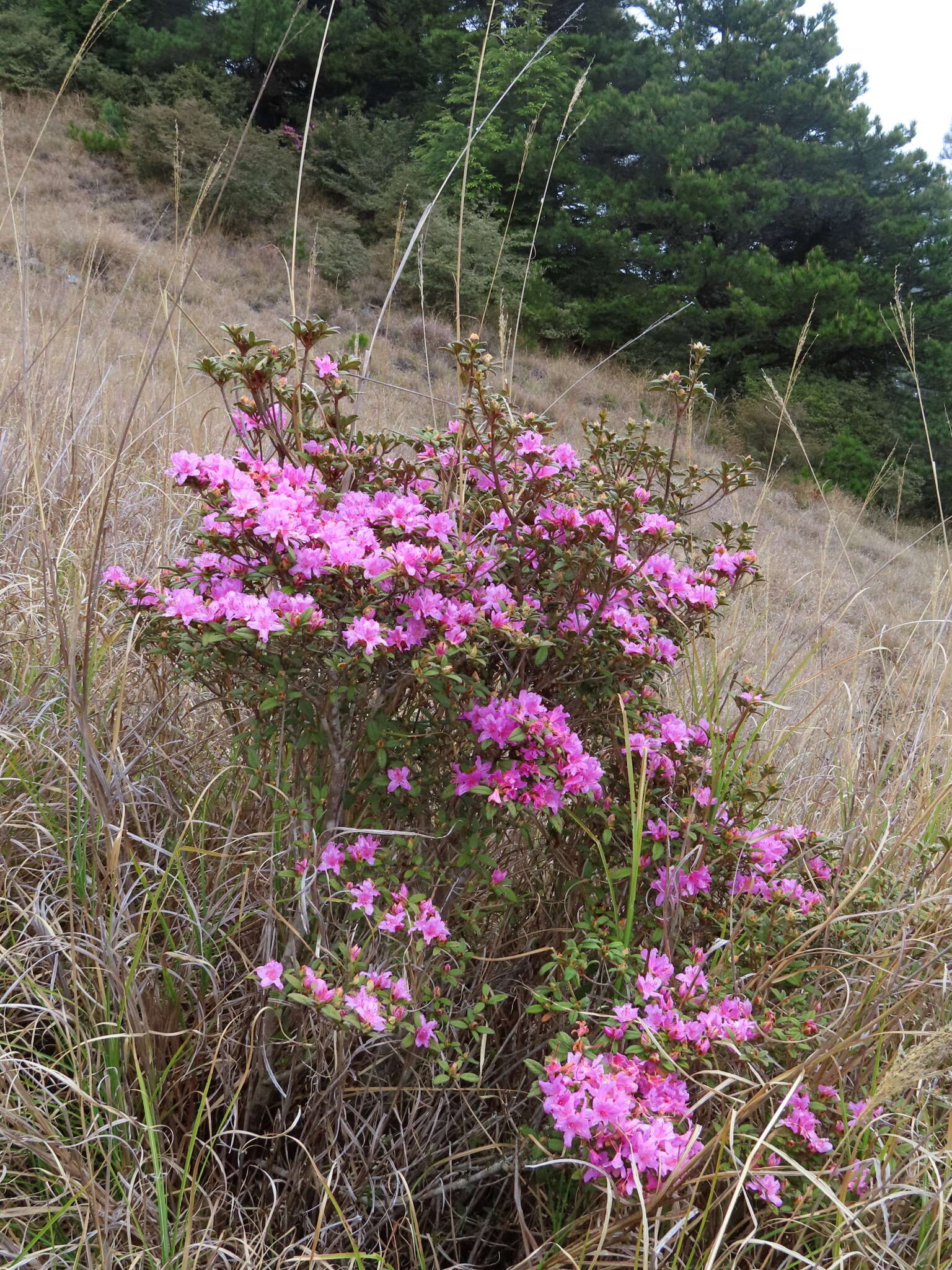 Image of Rhododendron rubropilosum var. taiwanalpinum (Ohwi) S. S. Ying