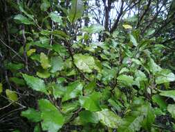 Image of Olearia rani (A. Cunn.) Druce