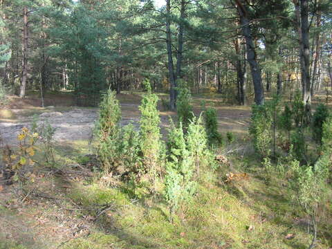 Image of Common Juniper