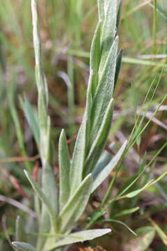 Image of Helichrysum auriceps O. M. Hilliard