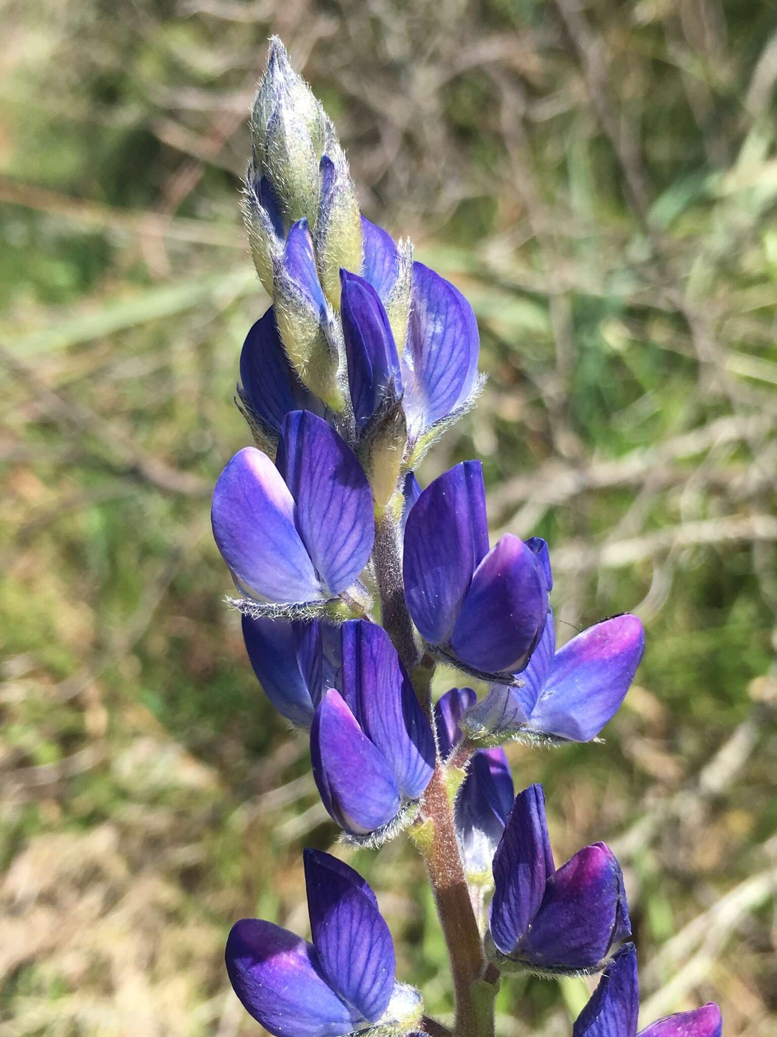 Image of narrowleaf lupine