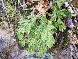 Image of Selaginella pallescens (C. Presl) Spring