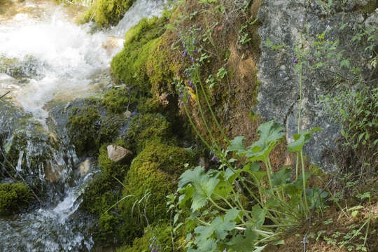 Image of Primula matthioli subsp. turkestanica (Losinsk.) Kovt.