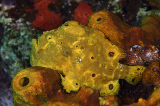 Image of Flagpole Frogfish