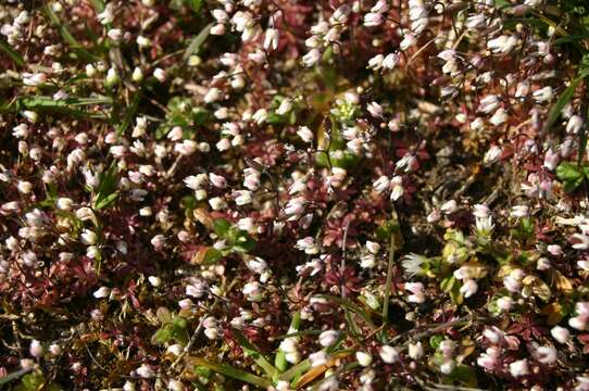 Image of common whitlowgrass